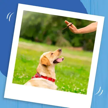 Dog being given a Bakers Reward treat