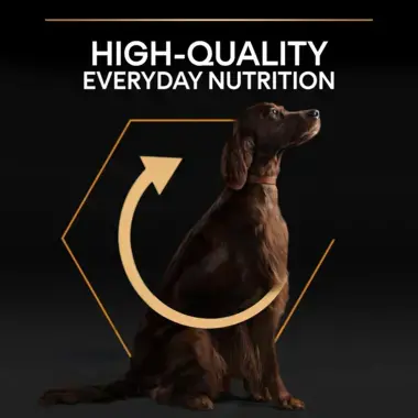 High quality everyday nutrition