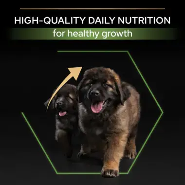 High quality everyday nutrition
