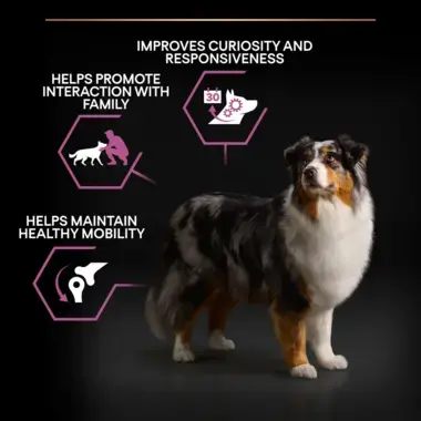 Improves curiosity and responsiveness, promotes interaction, helps maintain healthy mobility